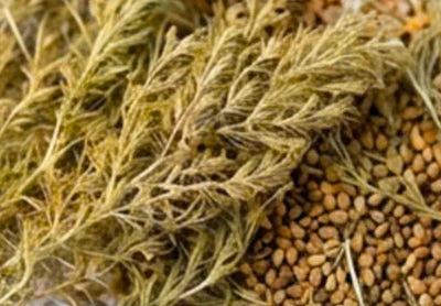 Kochia Scoparia