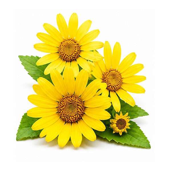 Arnica flower extract