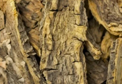 Dictamni Cortex