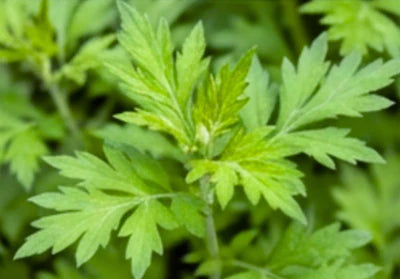 Artemisia Extract